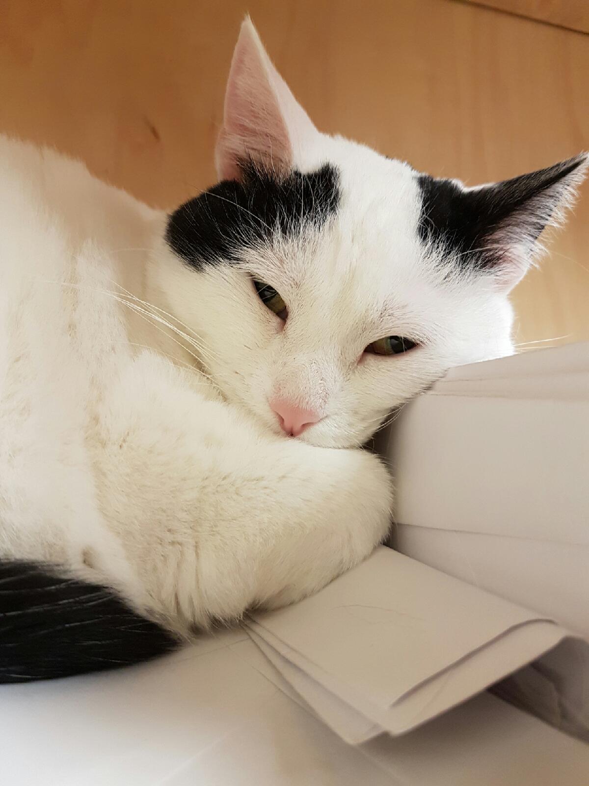 Long Branch Animal Clinic - Etobicoke , Canada