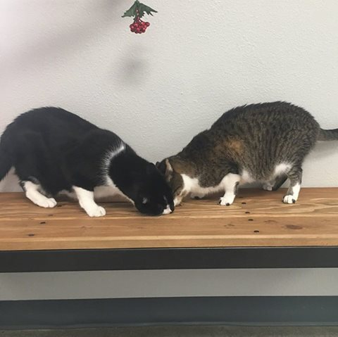 Melrose Animal Clinic - Melrose , United States