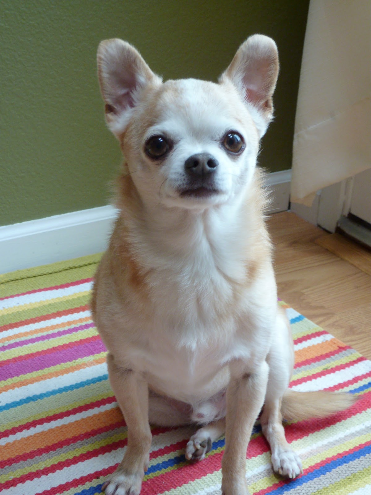 Northwest Animal Care Hospital - Everett , United States