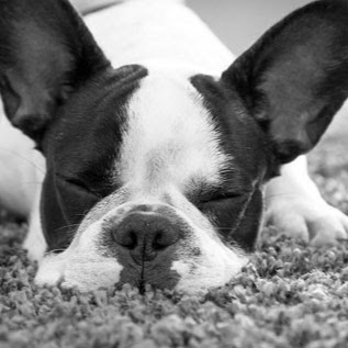 Hockessin Animal Hospital - Hockessin , United States
