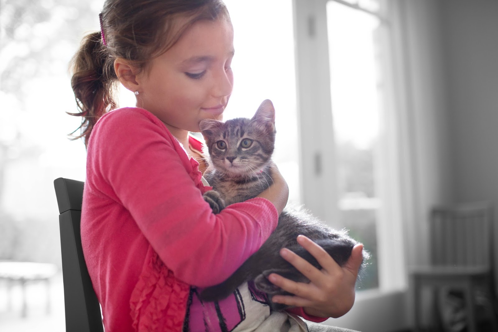 Vca Canada Kingsway Animal Hospital - Hamilton , Canada
