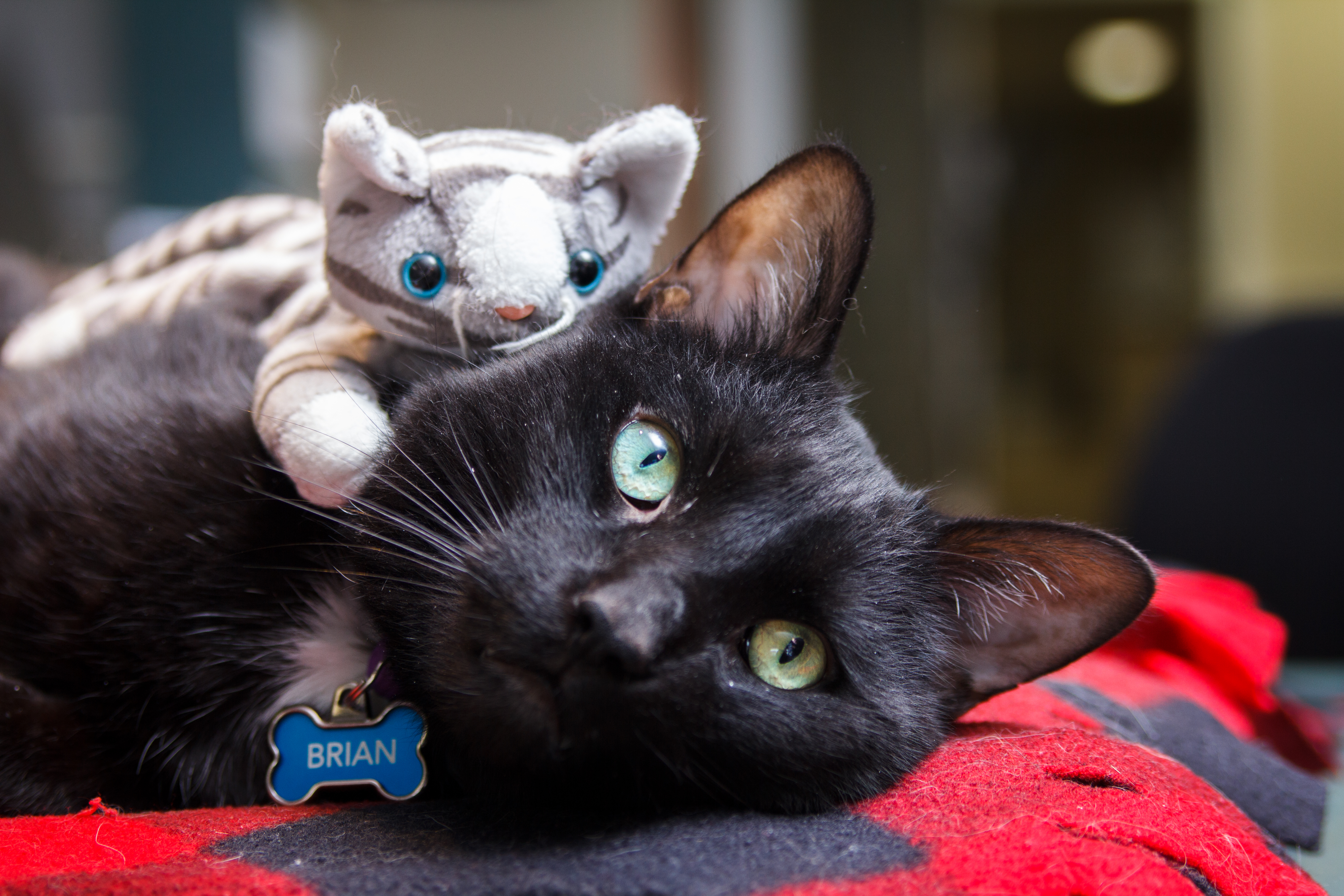 Bytown Cat Hospital - Ottawa , Canada