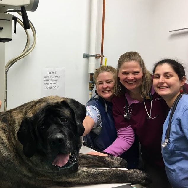 Vca Naugatuck Animal Hospital - Naugatuck , United States