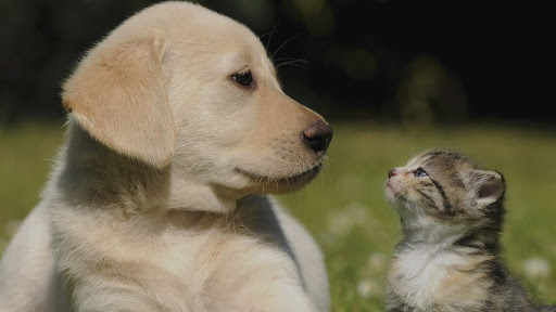 Fort Myers Veterinary Hospital - Fort Myers , United States