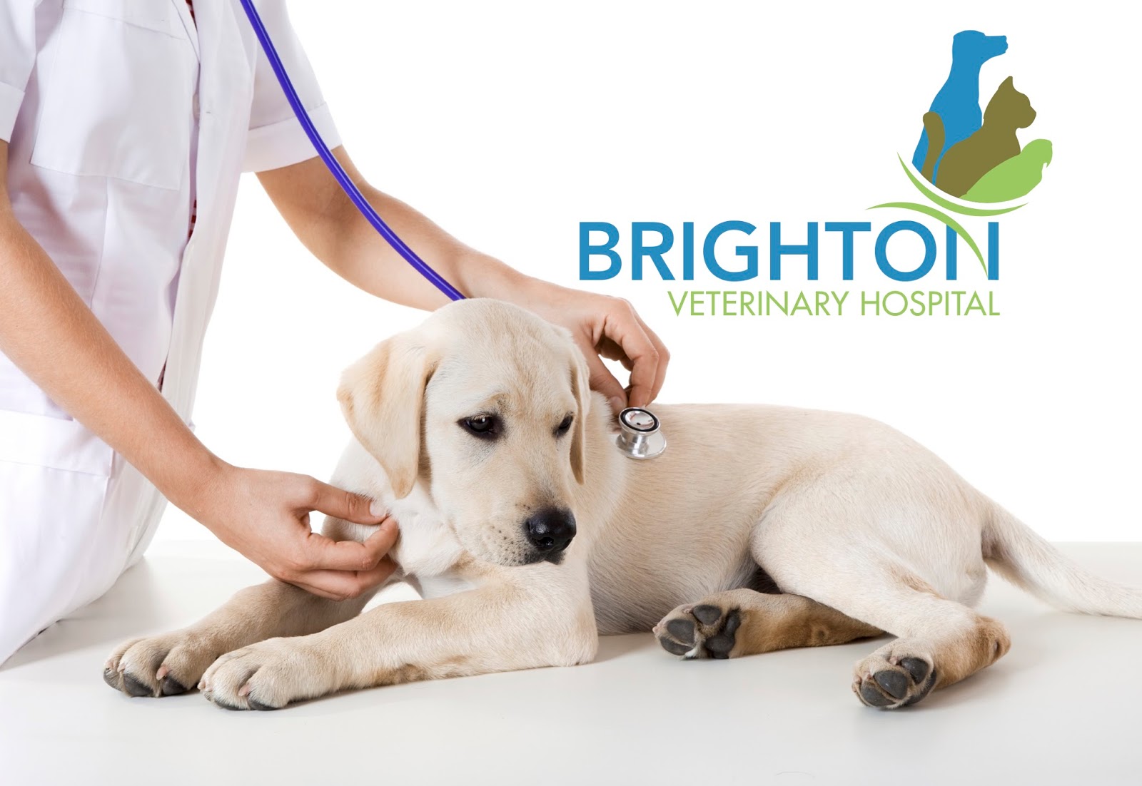 Brighton Veterinary Hospital - New Brighton , United States