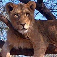 All About Animals - Claremore , United States