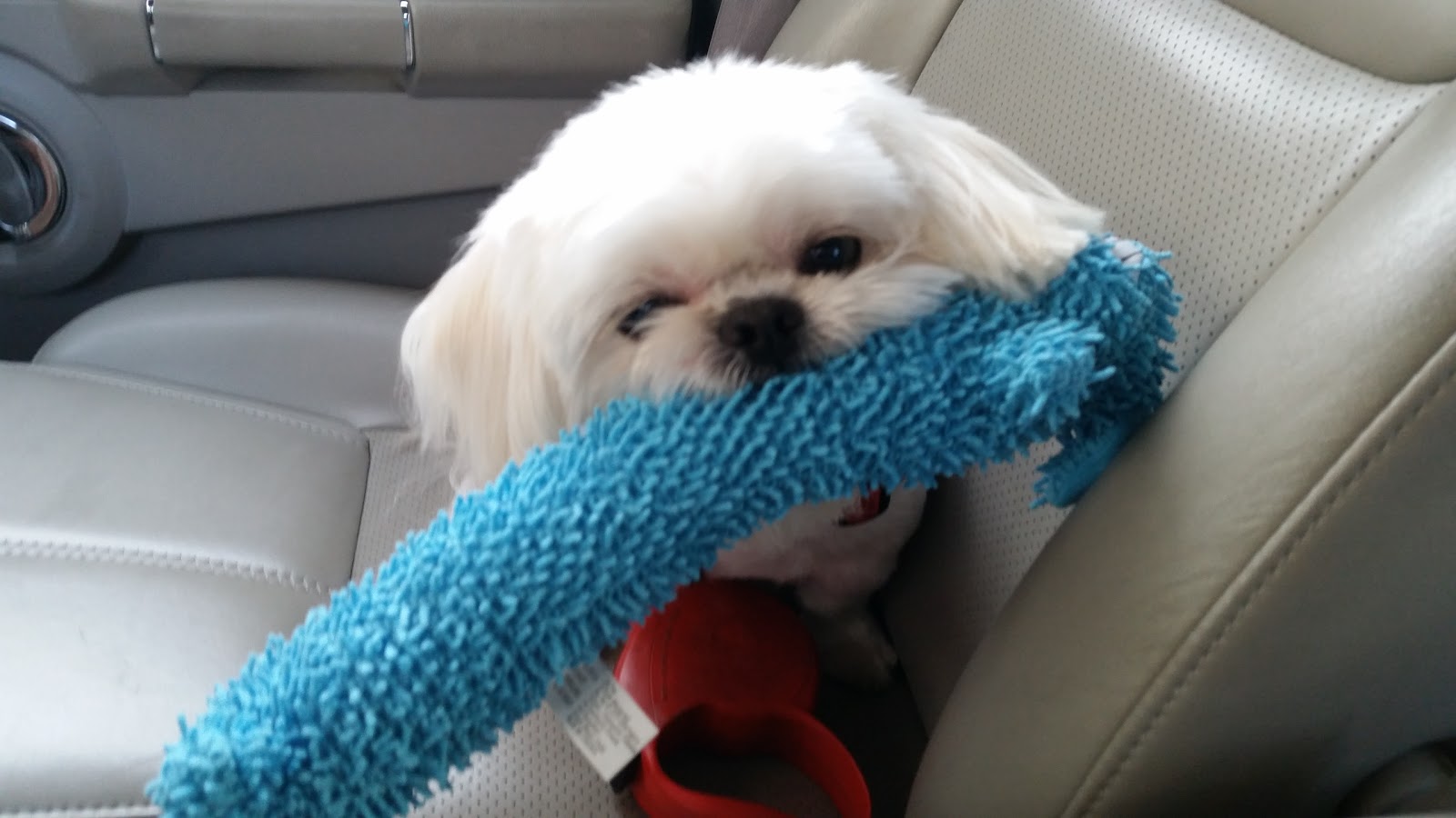 The Pet Stop - Anchorage , United States