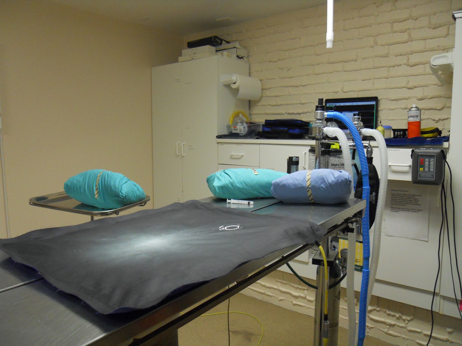 Allentown Animal Care - Allentown , United States