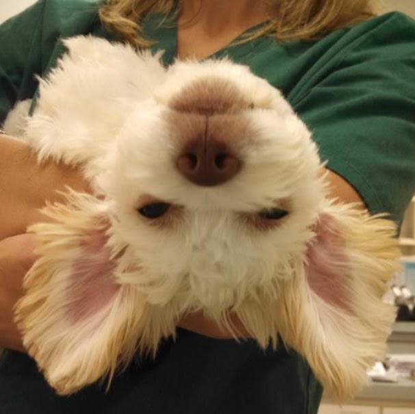 Town And Country Animal Hospital - Fairfax , United States