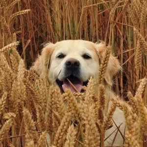Bellamy Harrison Animal Hospital - Moose Jaw , Canada