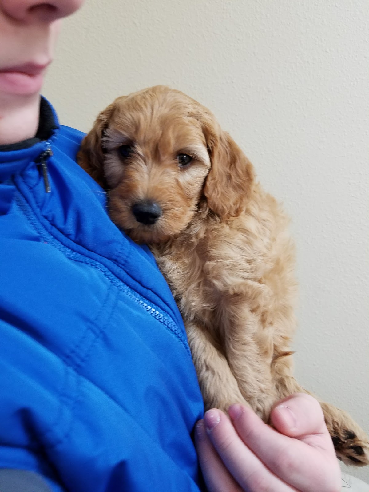 Clearfield Veterinary Clinic P C - Clearfield , United States