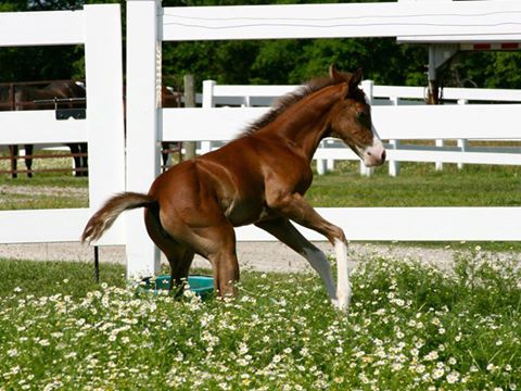Tri State Veterinary Clinic - Kendallville , United States