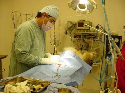 Animal Medical Center Of Troy - Rochester Hills , United States