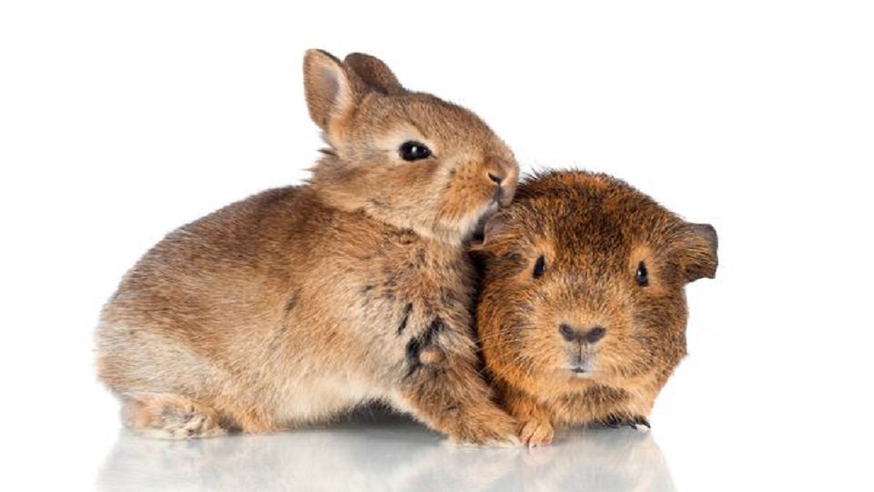 Dr. Pet Fixer Veterinary Hospital - Harleysville , United States