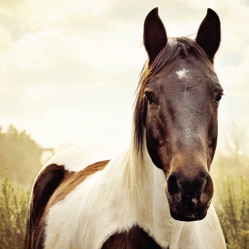 Bedford Animal Hospital - Bedford , United States