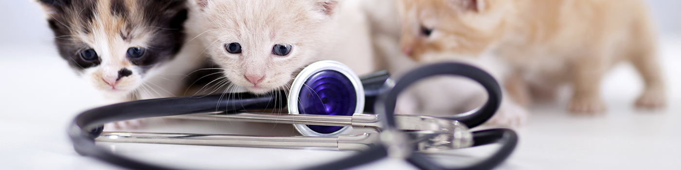 New Canaan Veterinary Hospital - New Canaan , United States