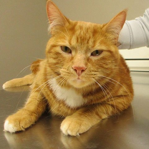 Island City Animal Hospital - Brockville , Canada