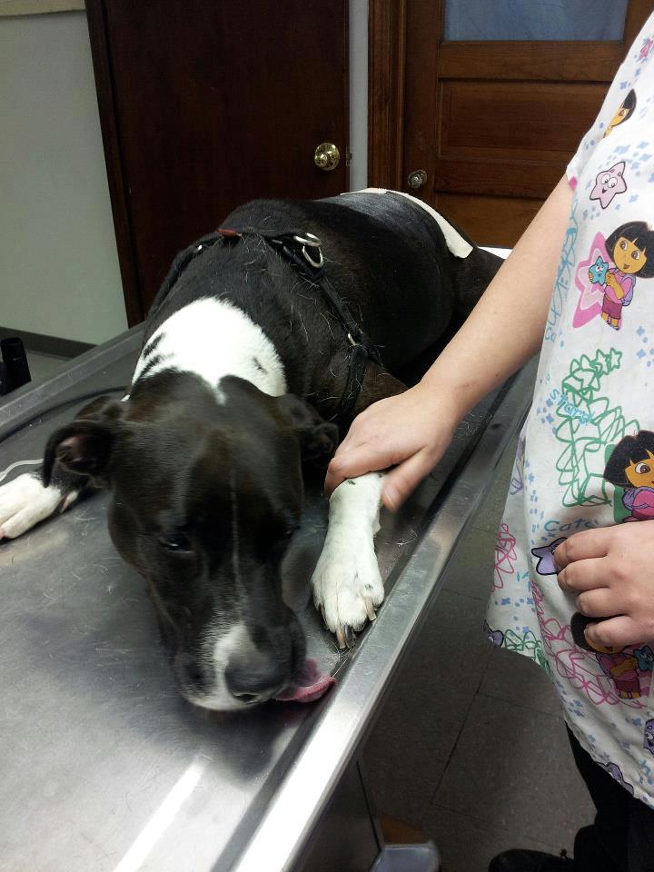 Able Animal Hospital - Cleveland , United States