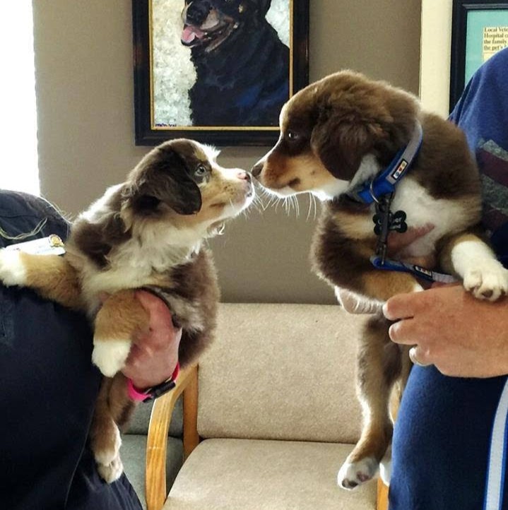 Parkside Animal Hospital - Keller , United States