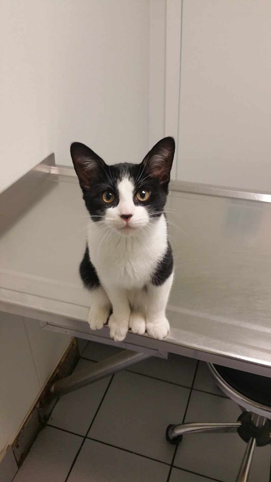 Troy Veterinary Hospital - Troy , United States