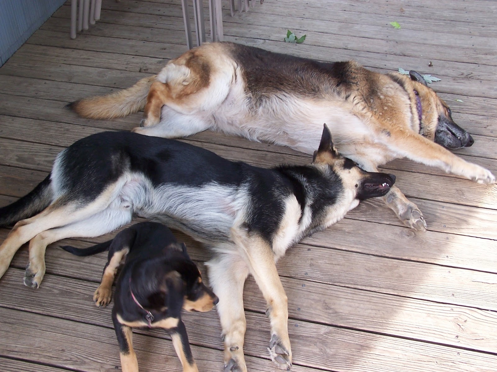 Pine Meadow Veterinary Hospital - Yorktown , United States