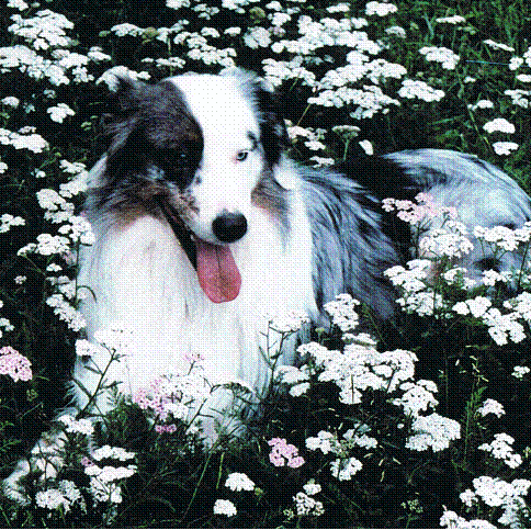 Marschall Road Animal Hospital - Shakopee , United States