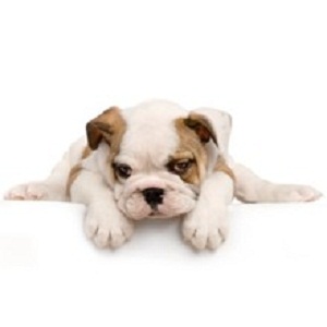 Pawsh Pet Salon And Spa - Elizabethtown , United States