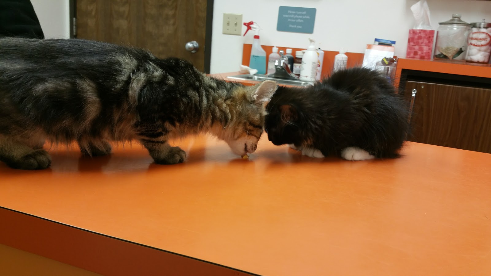 Cornelius Veterinary Clinic - Cornelius , United States