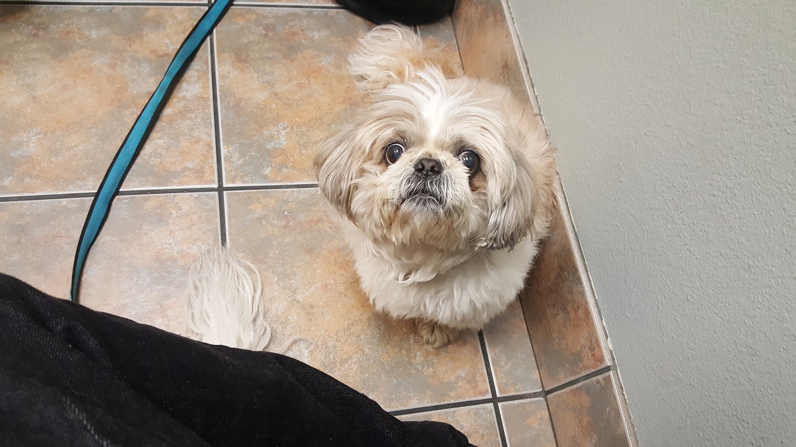 Lovet Pet Health Care North Buckeye - Buckeye , United States