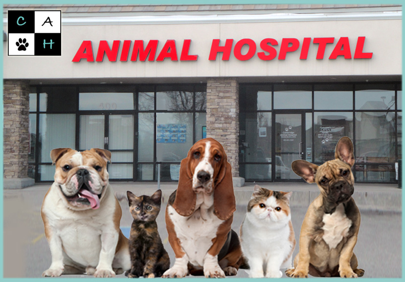 Cambridge Animal Hospital - Longmont , United States