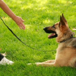 Sit Means Sit Dog Training - Cicero , United States