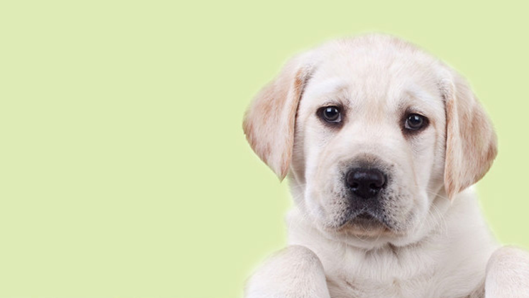 Iveagh Vets - Banbridge , United Kingdom