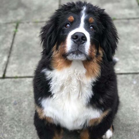 Oakhill Veterinary Group Ambleside - Ambleside , United Kingdom