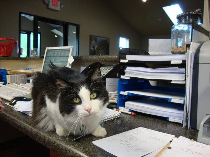 James River Animal Hospital - Nixa , United States