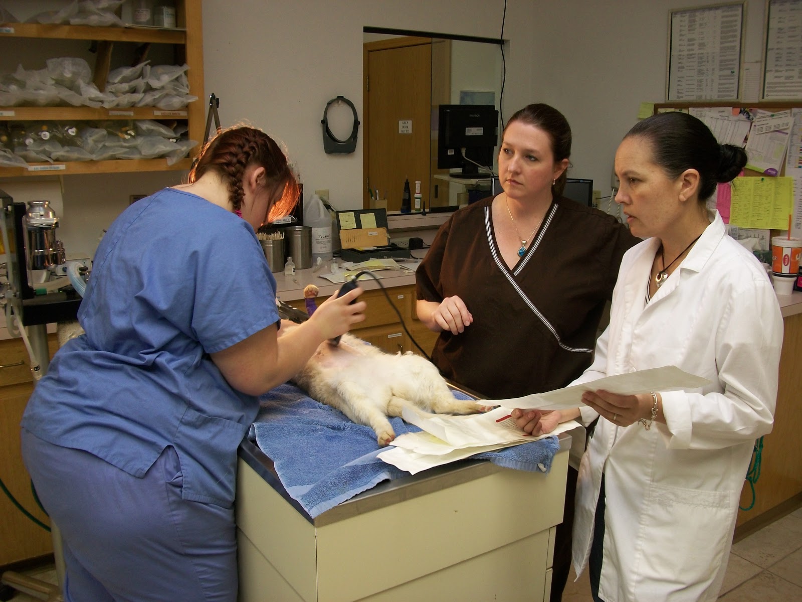 Forest Trails Animal Hospital - Tulsa , United States