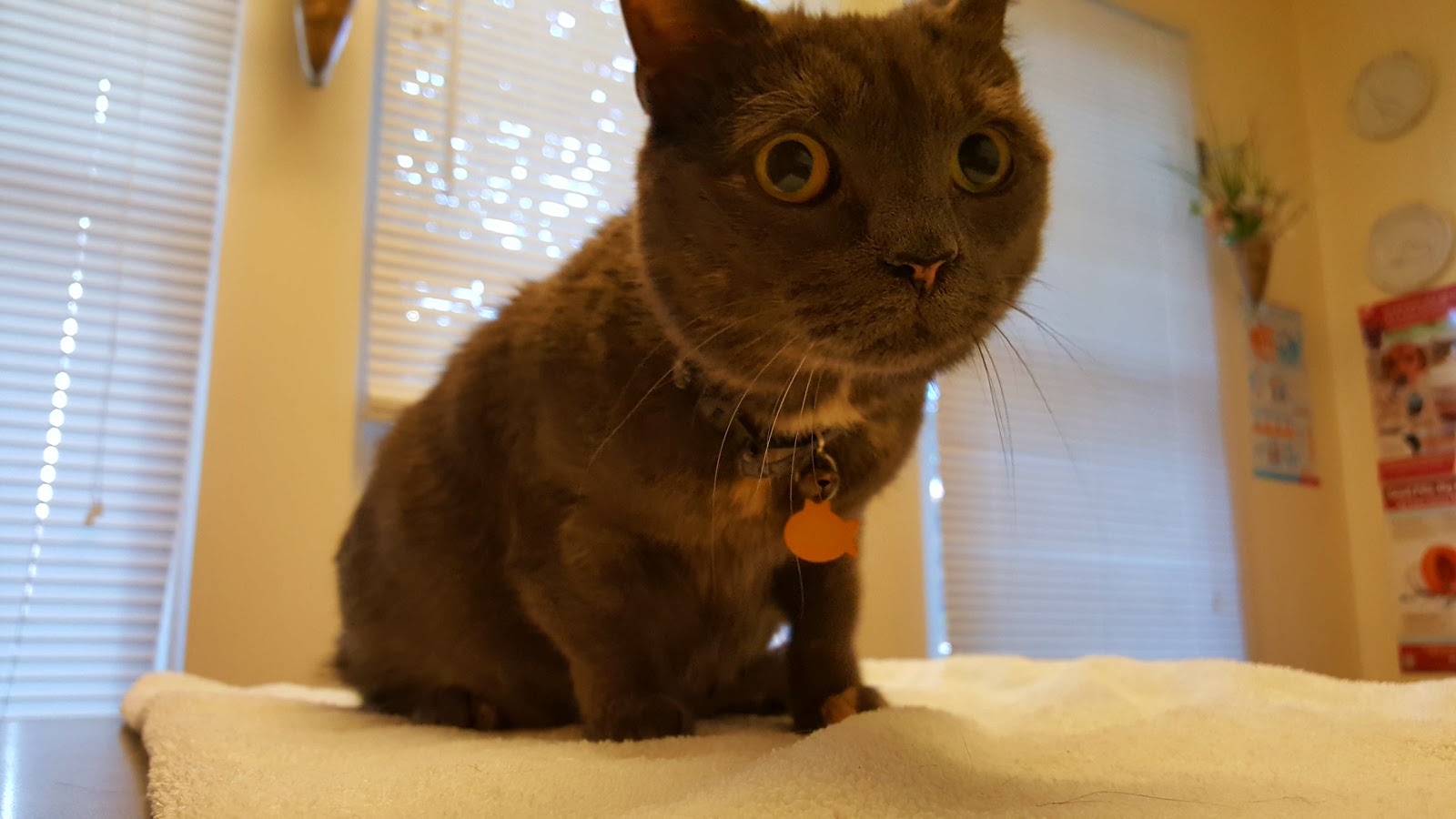 Nova Cat Clinic - Arlington , United States