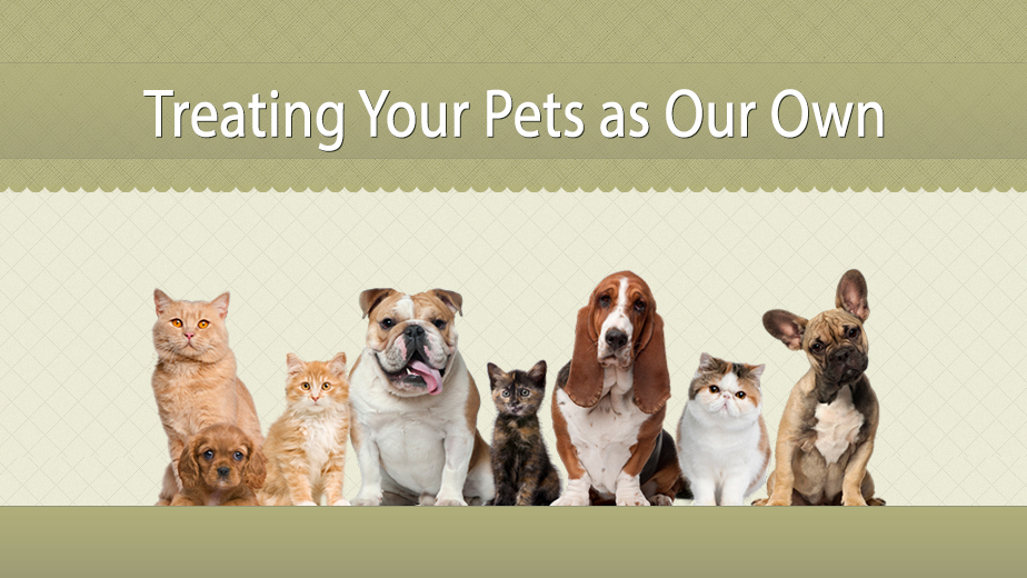 Pennsylvania Veterinary Care - Lansing , United States