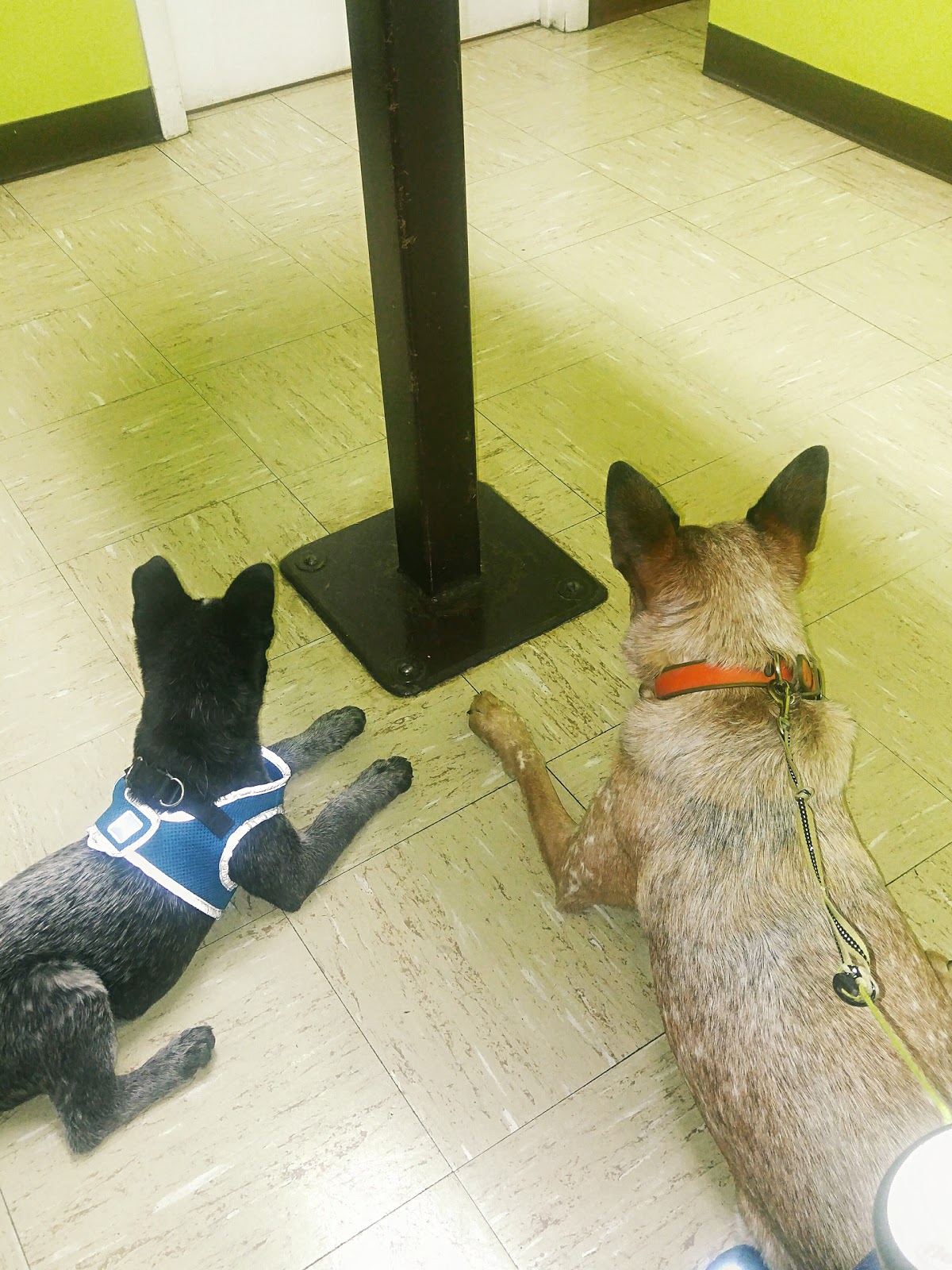 Belle Forest Animal Hospital - Nashville , United States