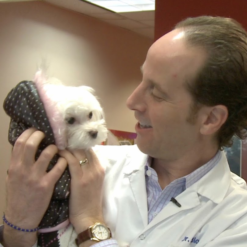 Vca Canada Willowdale Animal Hospital Accepting New Clients - Toronto , Canada