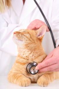 Cozy Cats Veterinary - Forest Glen , United States