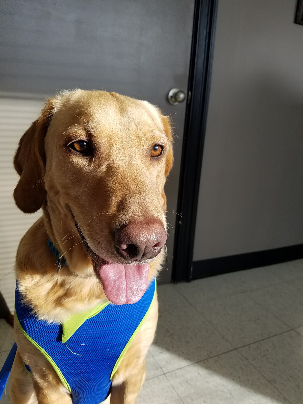 Ridgeview Animal Hospital - Olathe , United States