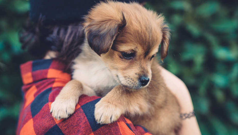 Longwood Animal Hospital And Pet Resort - Cypress , United States
