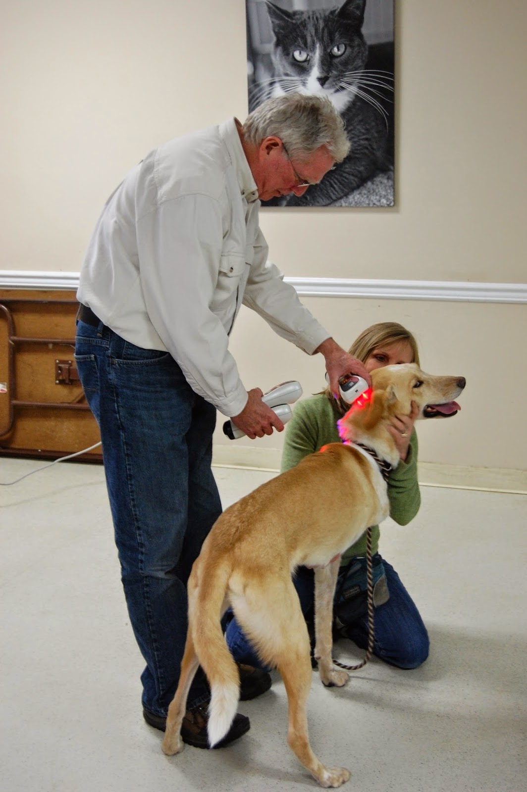 Center For Animal Healing - Virginia Beach , United States