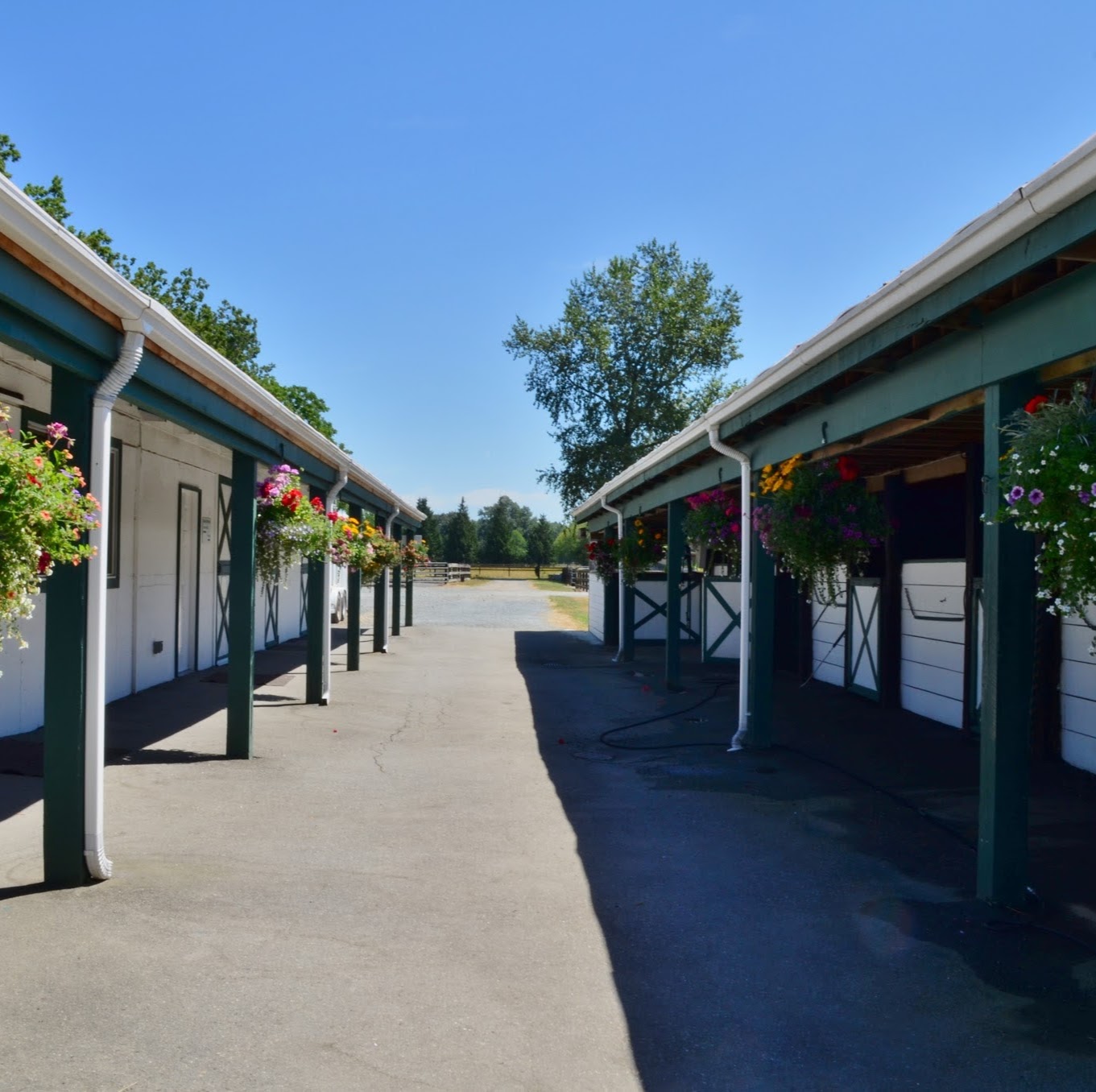 Kleider Veterinary Services - Langley , Canada