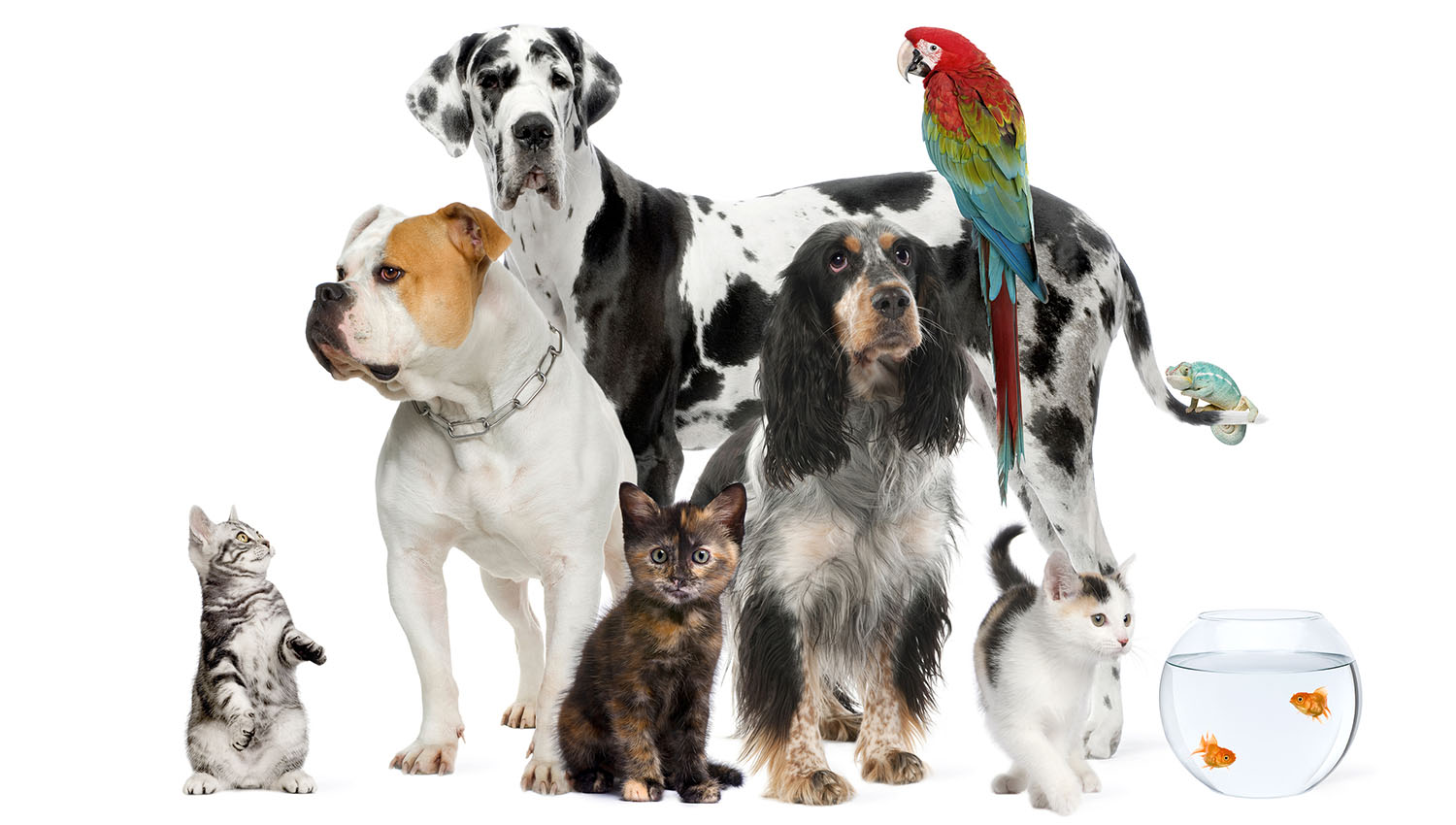 Normanby Road Vet Clinic - Mt Eden , New Zealand