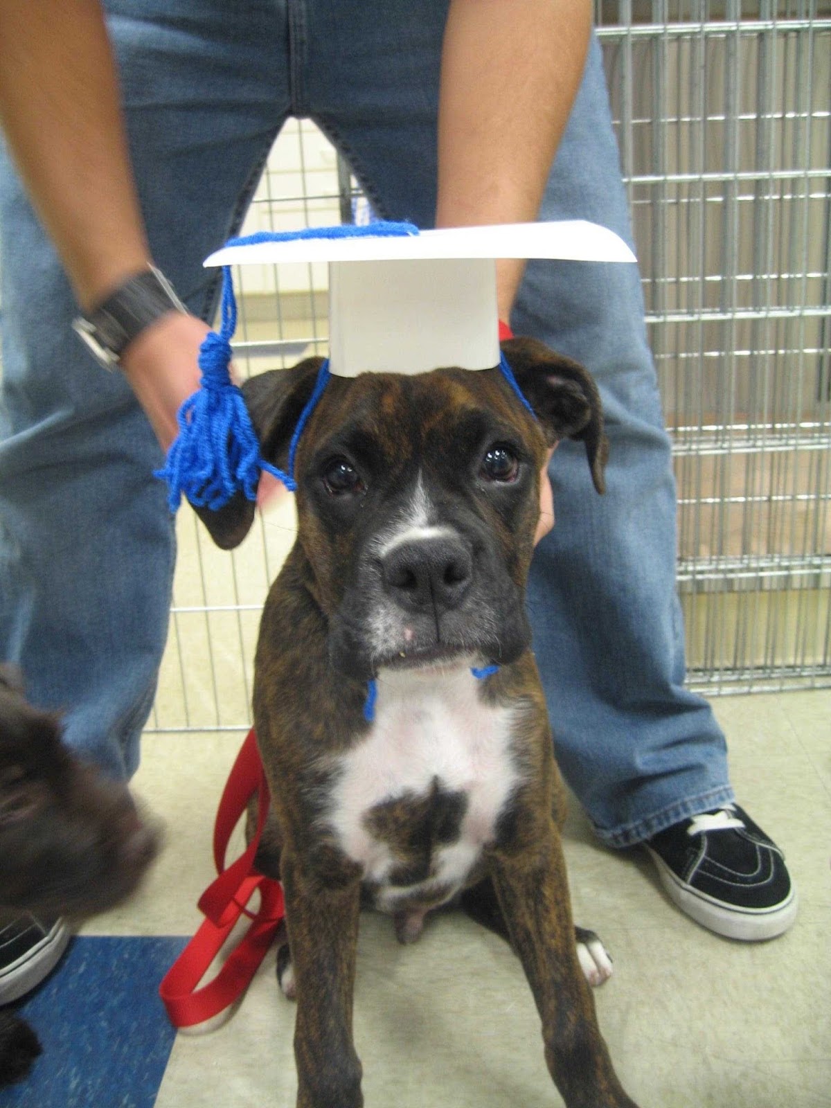 Galena Veterinary Hospital - Reno , United States