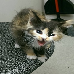 Goodlettsville Animal Hospital - Goodlettsville , United States