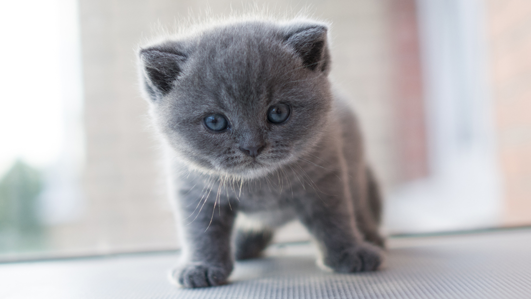 All Creatures Veterinary Clinic - Wasilla , United States