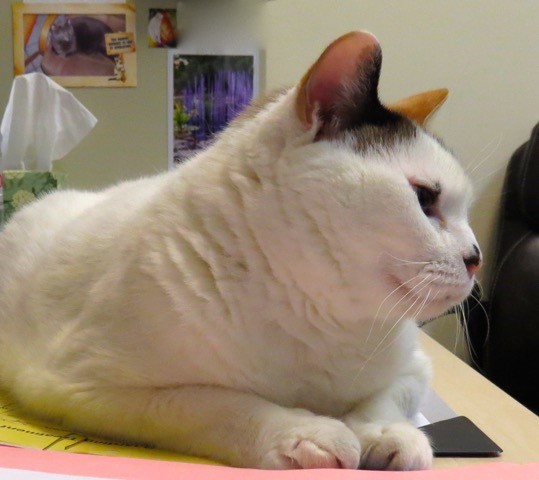 Houston Cat Hospital - Houston , United States