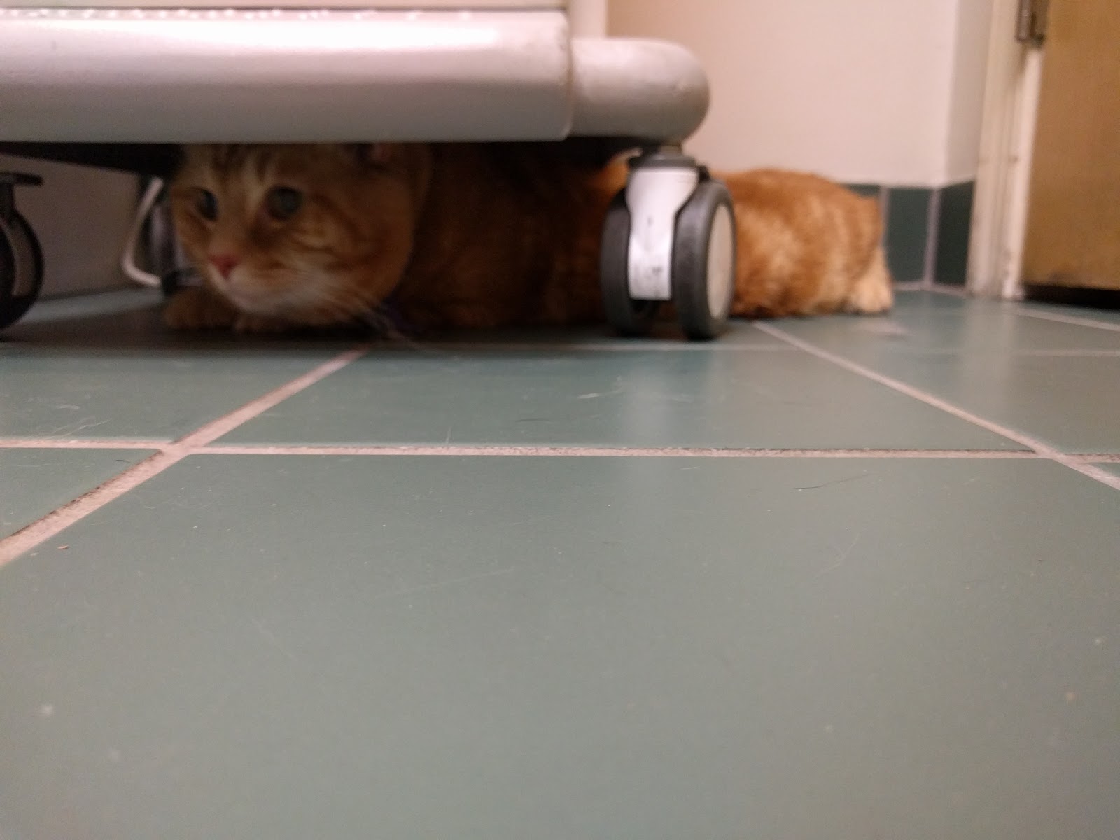 Queen Village Animal Hospital - Philadelphia , United States